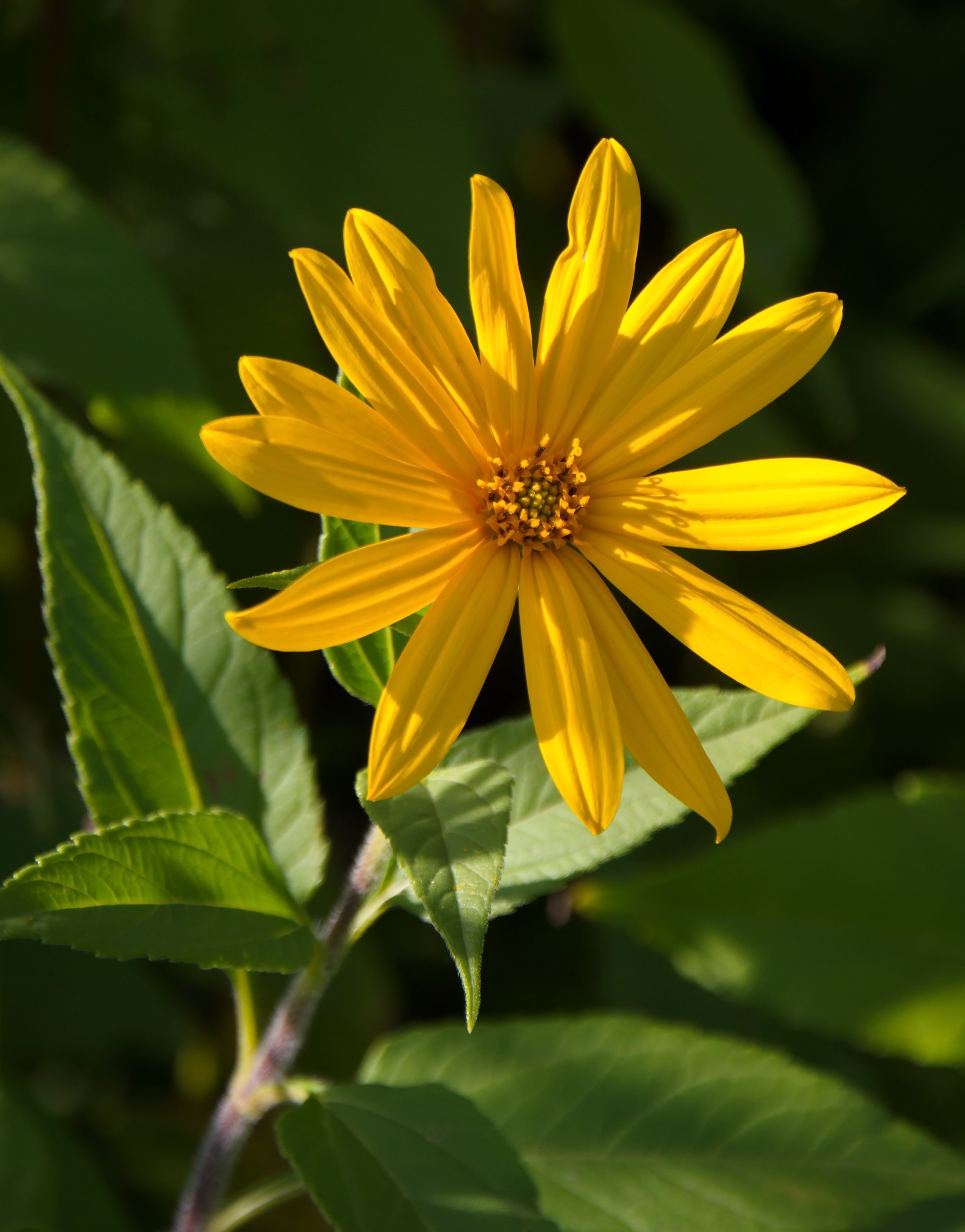 Топинамбур Helianthus tuberosus