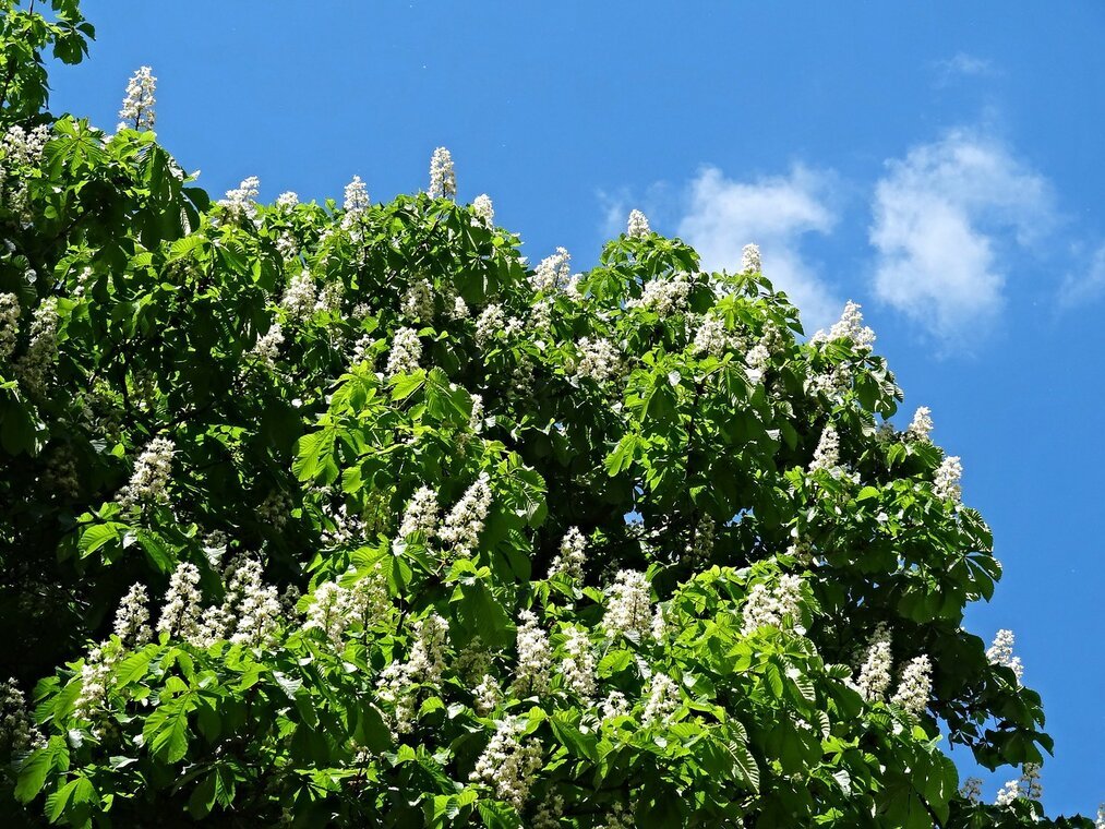 Как цветут каштаны фото в краснодаре