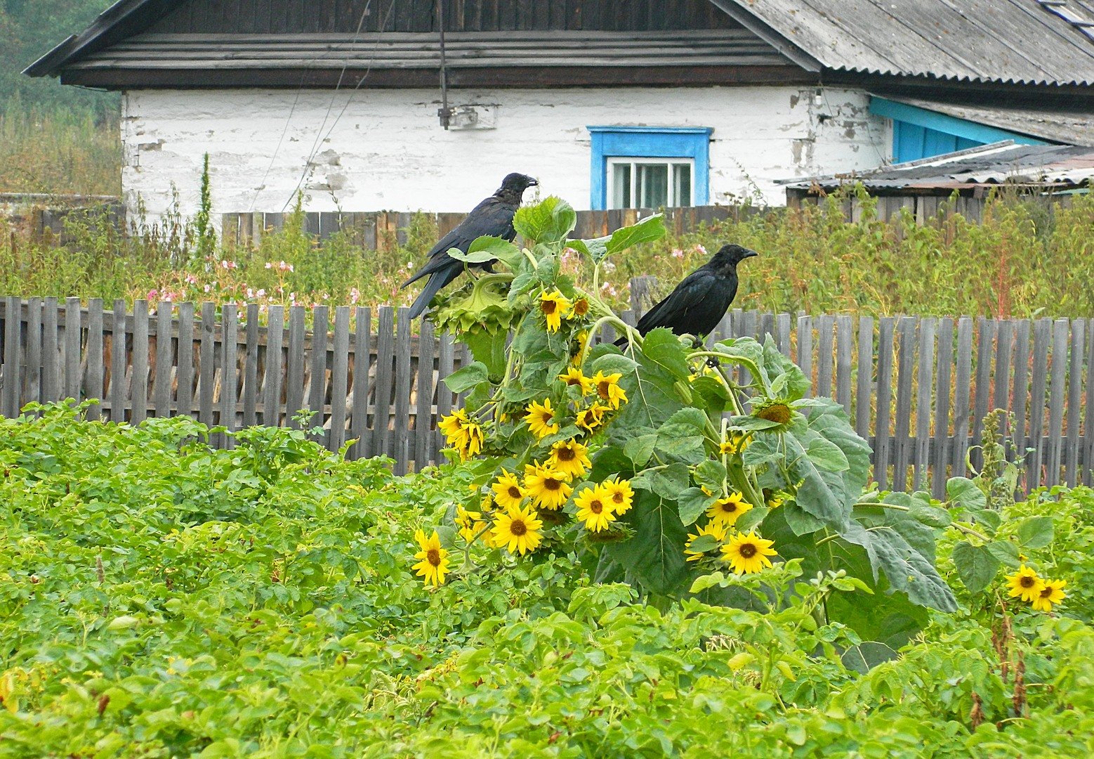 Фото Вороны утром долбят подсолнухи соседа пока тот приходит в себя с  бодуна. Тёплая картинка. А теперь сводки с холодного фронта. на  фотохостинге Fotoload