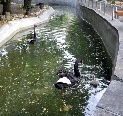 Лебеди в Московском зоопарке