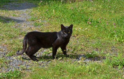 Если черный кот дорогу перейдет?