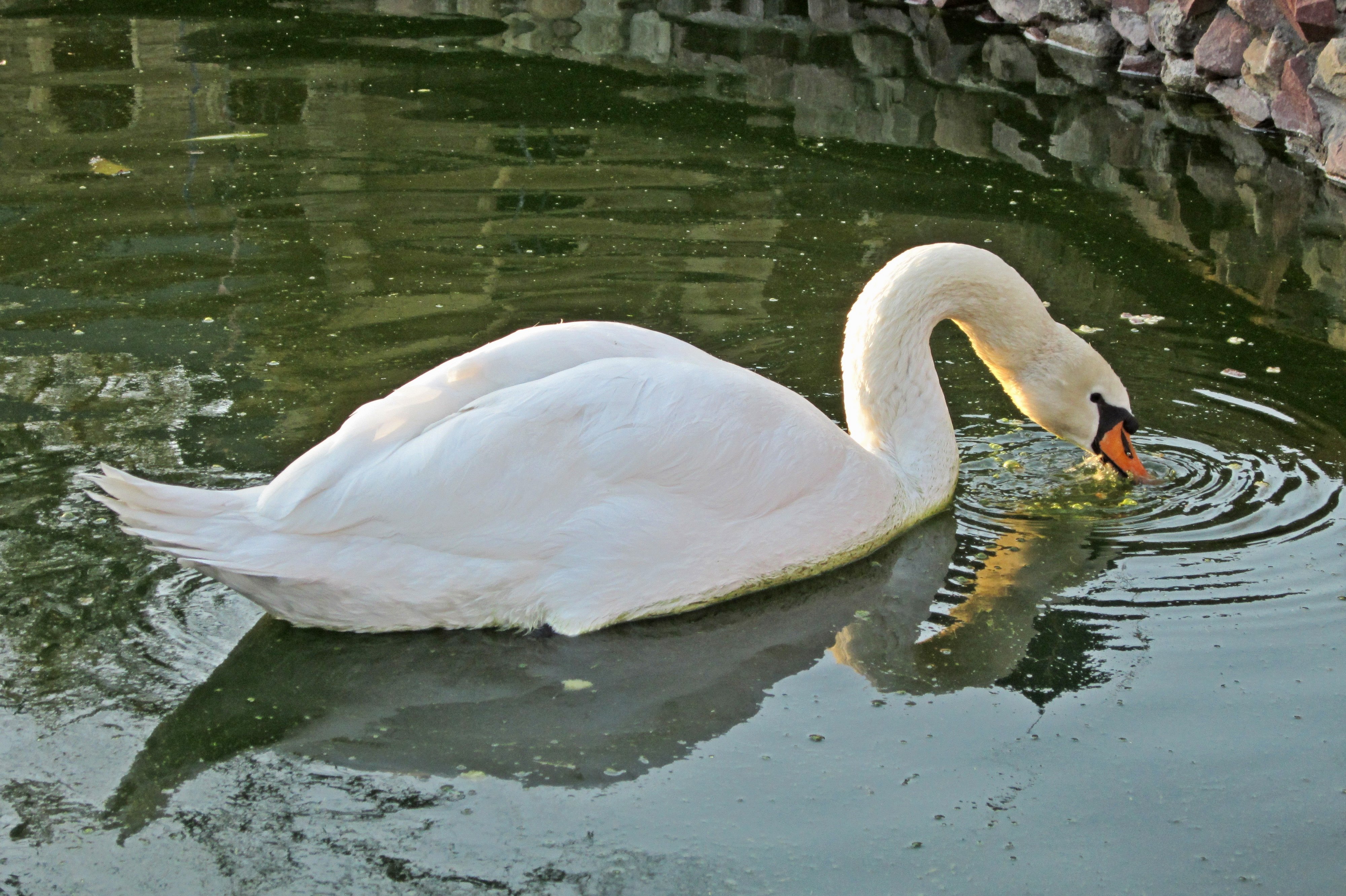 Белый лебедь на пруду фото