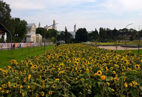 Подсолнухи в городе