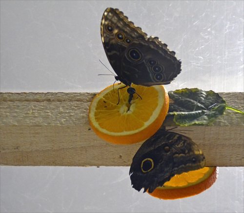 Бабочки и апельсин