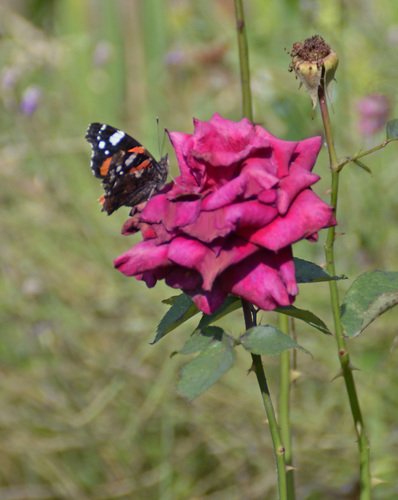 Бабочка и роза
