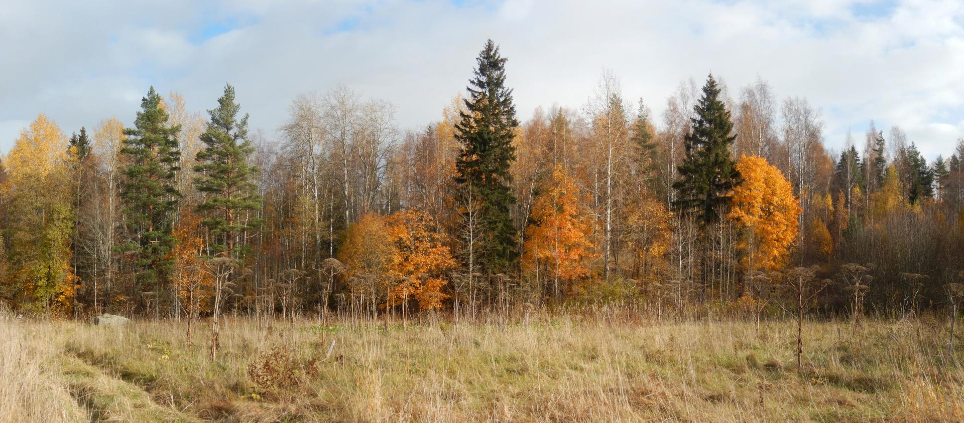 Осенний лес вдали