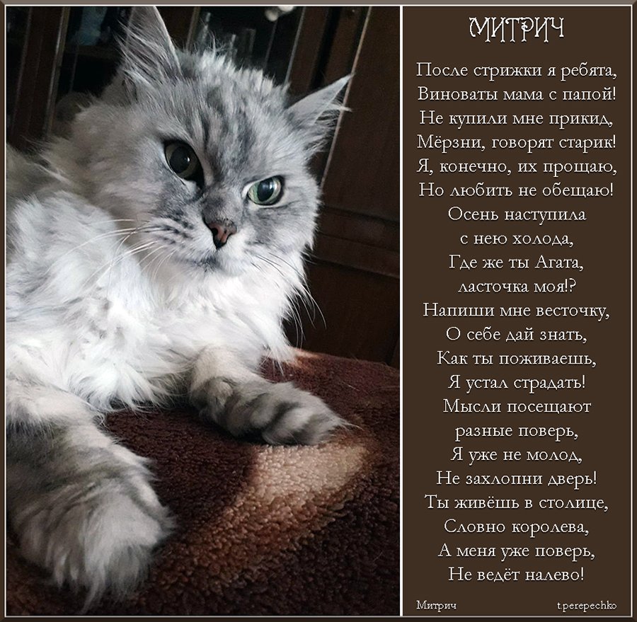 тексты песен. с днем рождения митрич. митрич я тебя по миру искал текст. пирс на черном море. я самый хороший митрич.