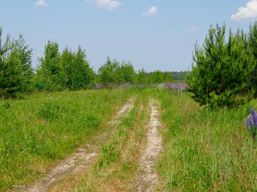 Картинки полевая дорога