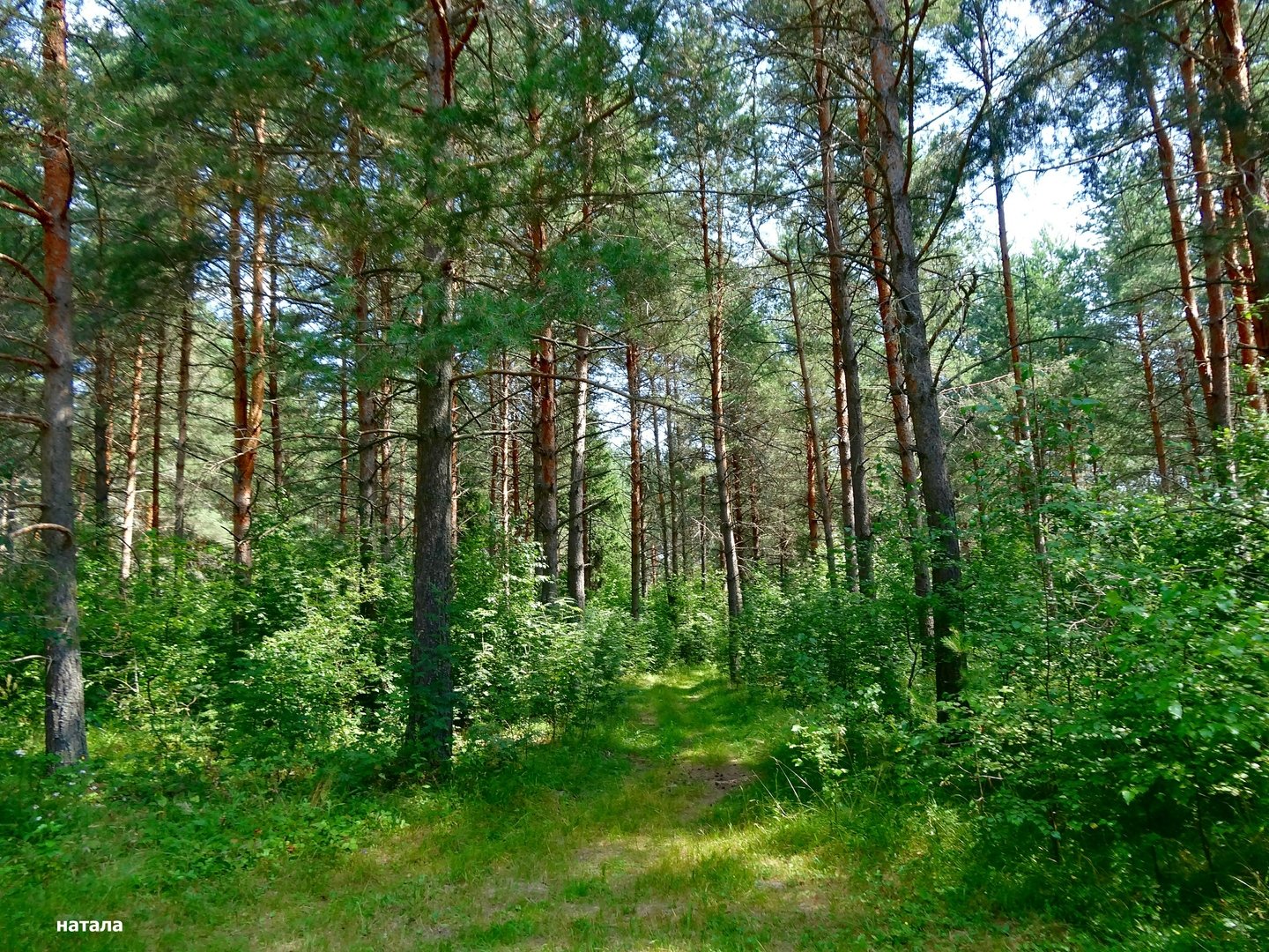 Люблю лес. Родной лес. Родные леса. Любимый лес. Роща Сосенки Владимир.