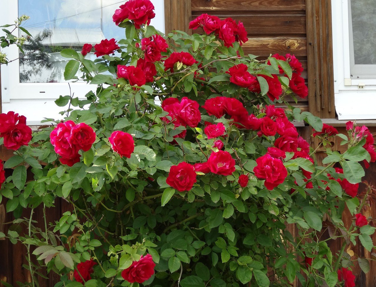Роза канадская плетистая красная