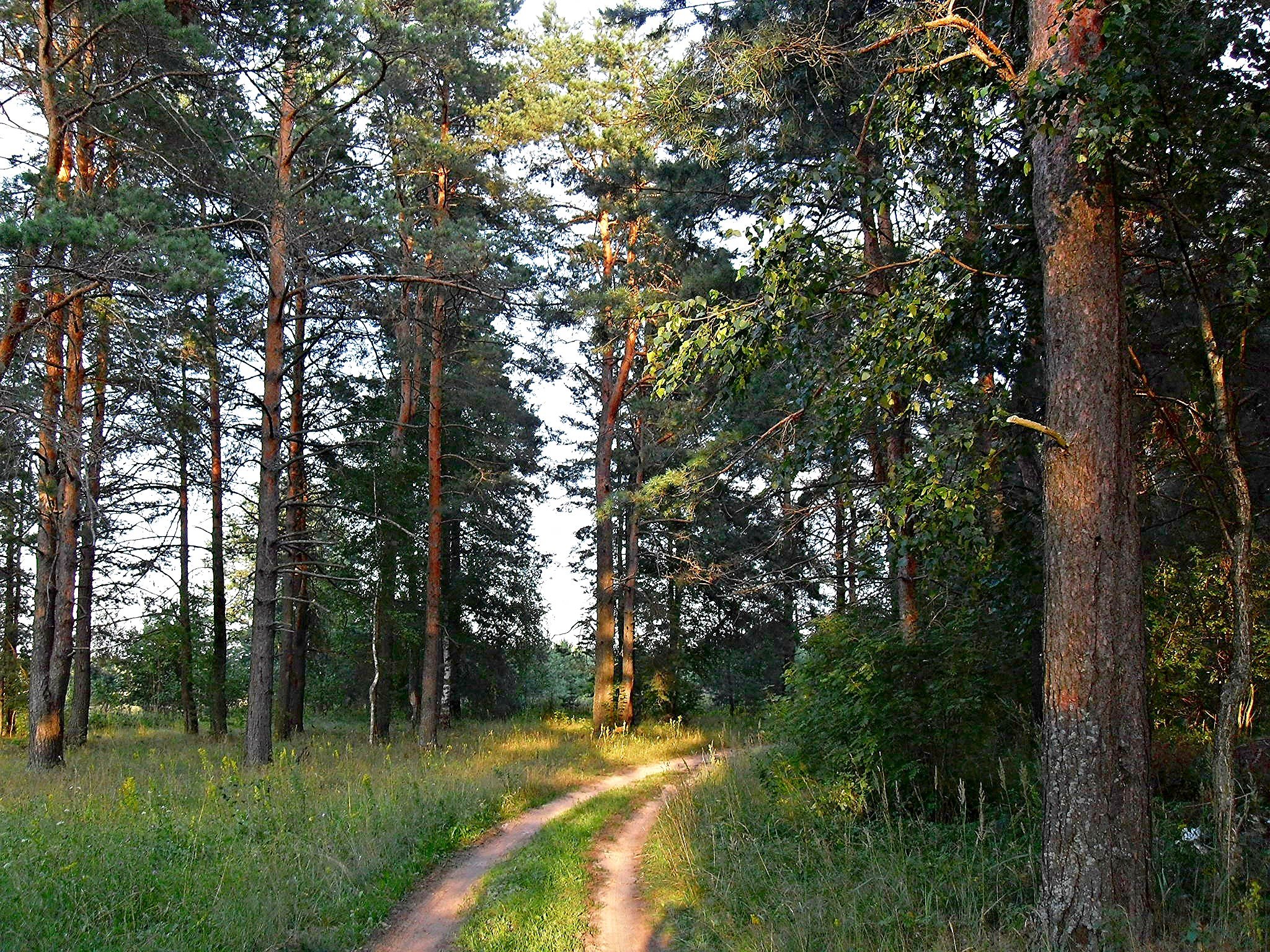Сосновый лес в Нарышкино