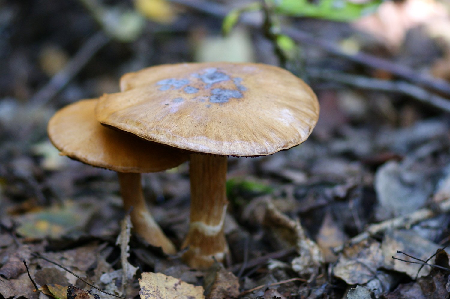 Песочники грибы фото и описание