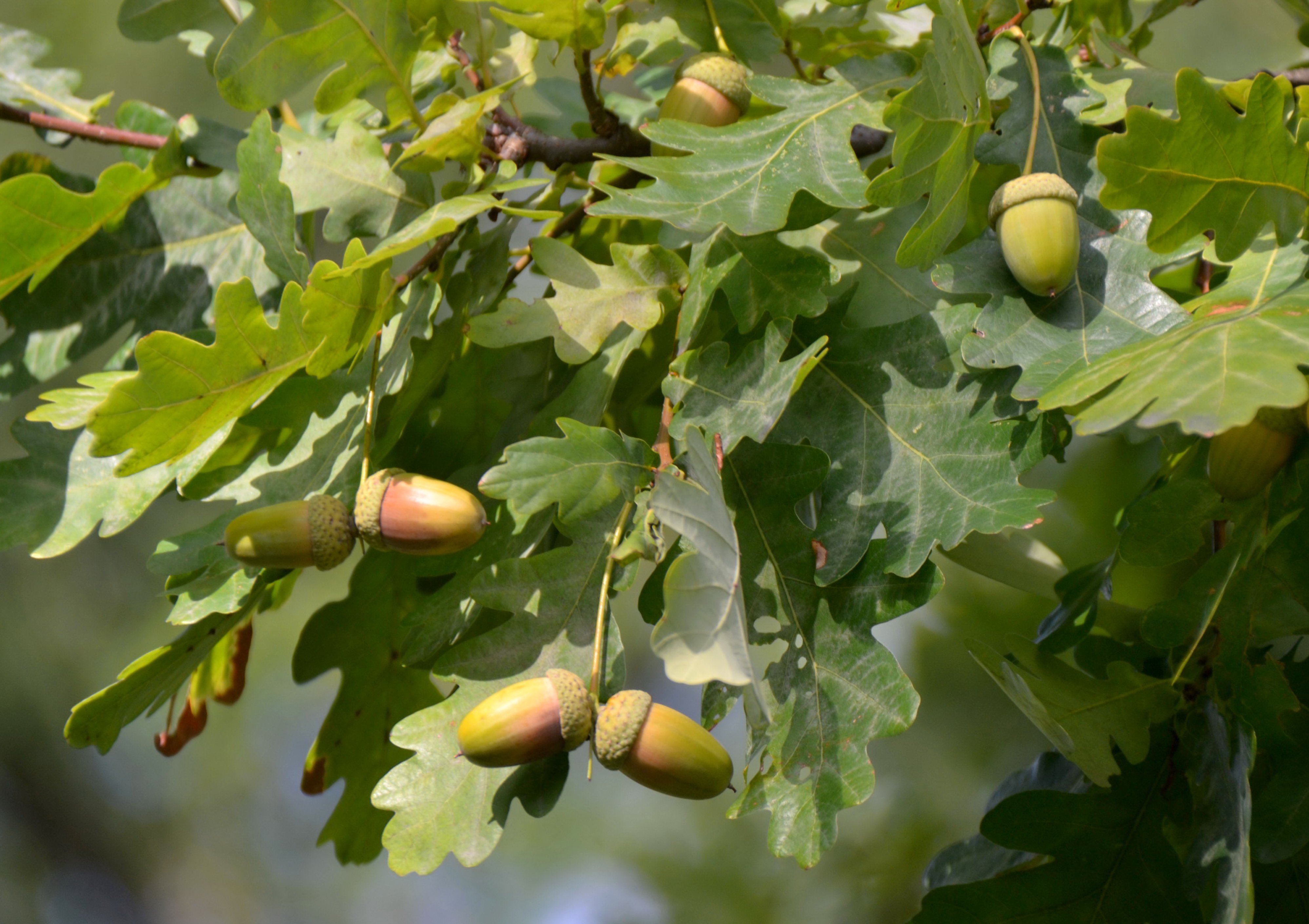 Дуб карликовый съедобный, скороплодный (Quercus prinoides)