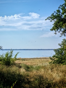 Пейзаж со стрекозами