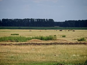 Алтайская степь