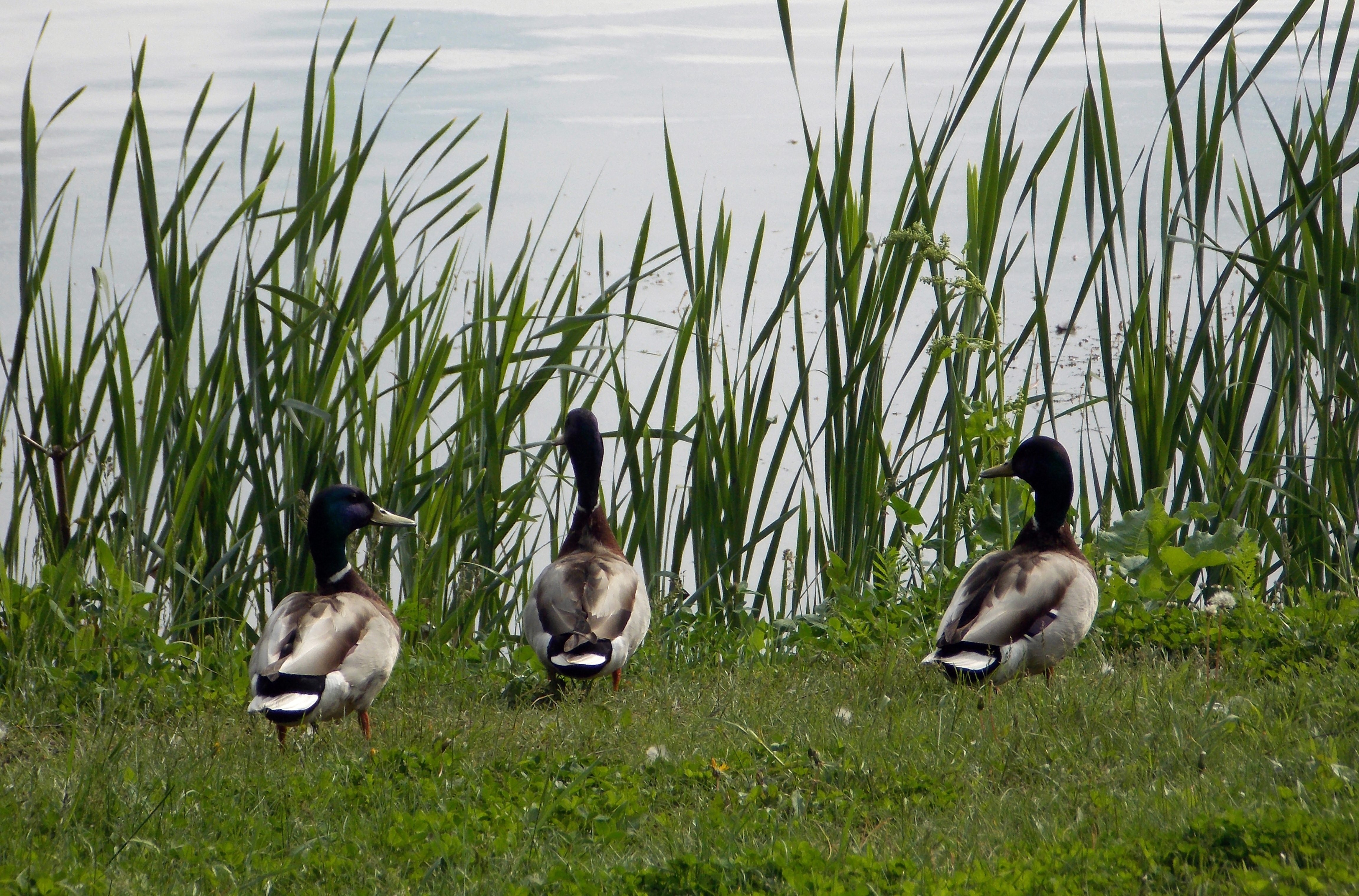 Club of nature