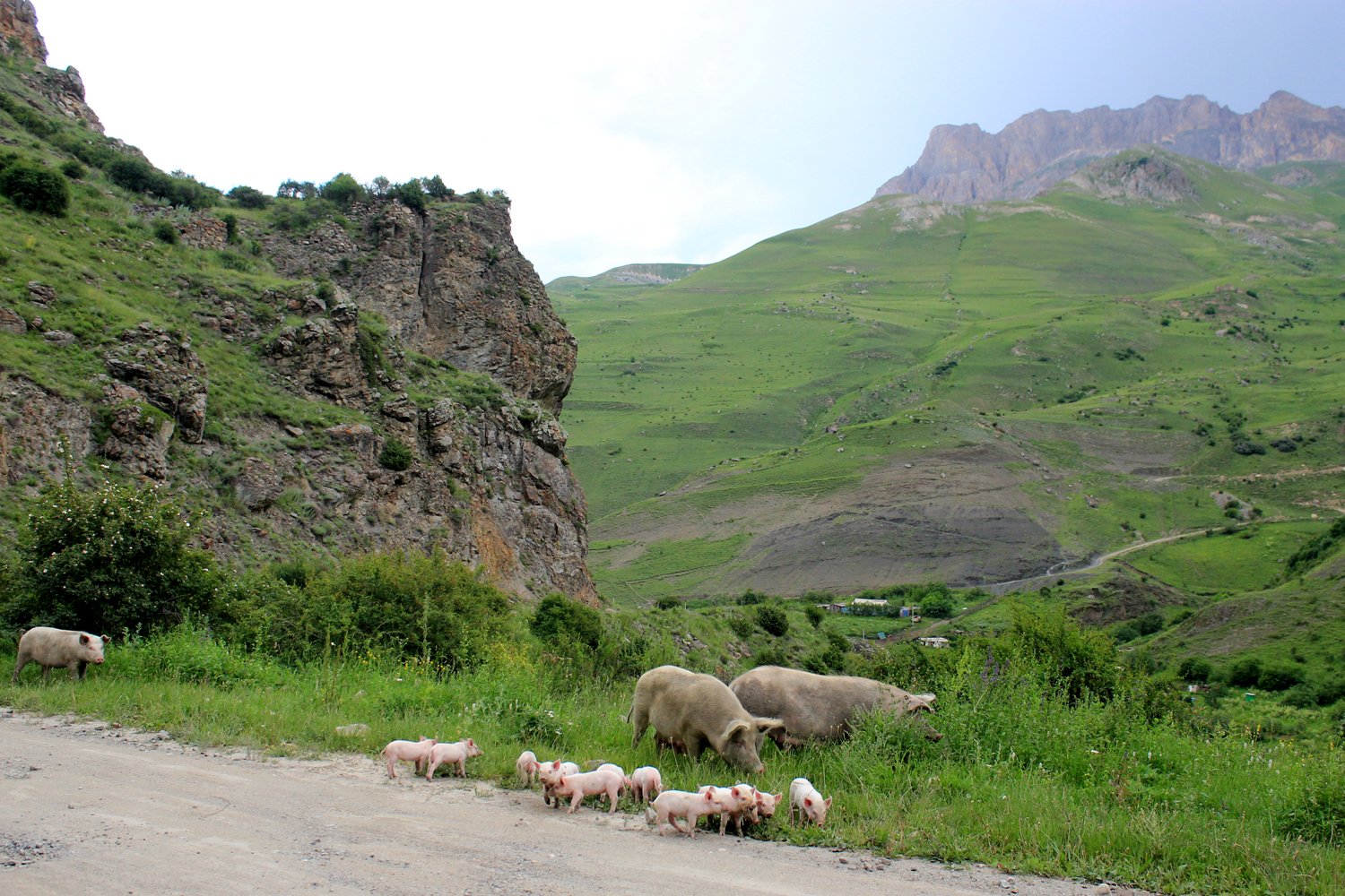 Осел в Северной Осетии