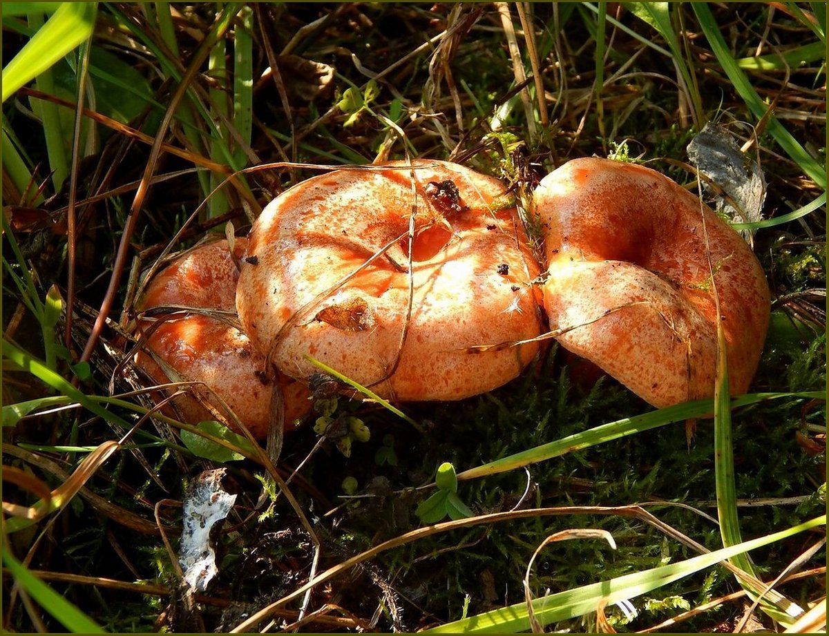 Крымские рыжики грибы