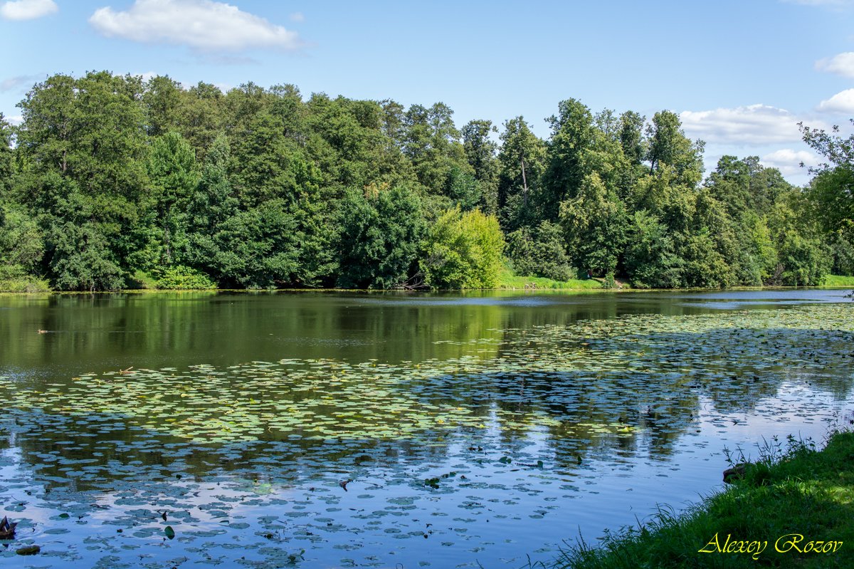 Парк в кузьминках фото лето