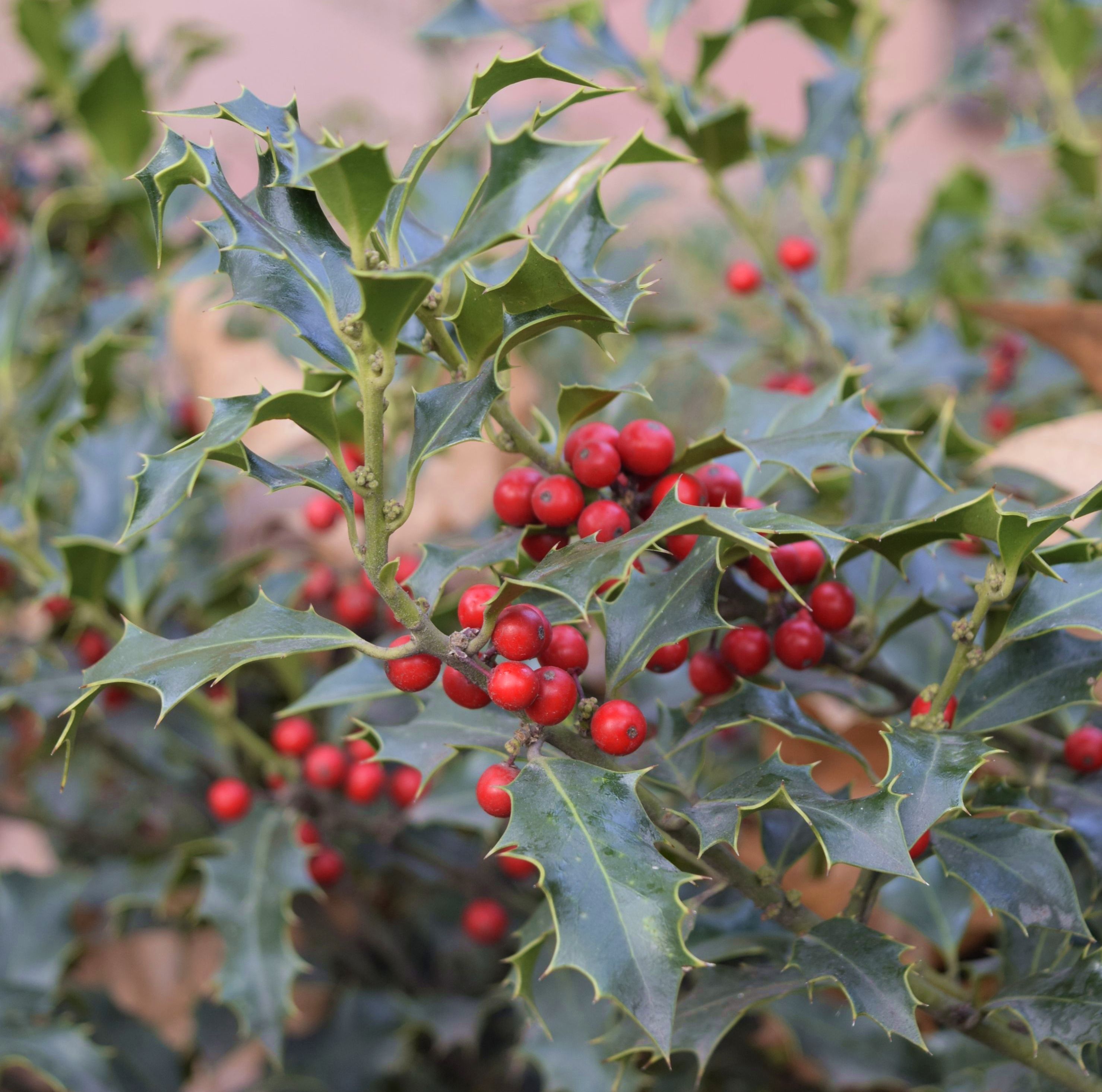 Падуб обыкновенный (Ilex aquifolium);