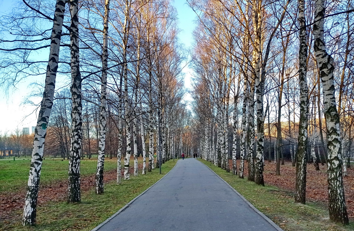 Березовая аллея самара. Березовая аллея Москва. Березовая аллея Дербышки. Сад 950 Березовая аллея. Грабаль Березовая аллея.