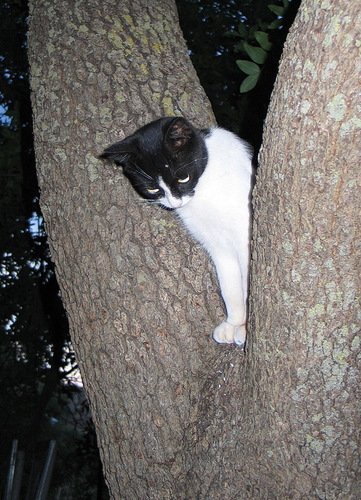 котенок на дереве