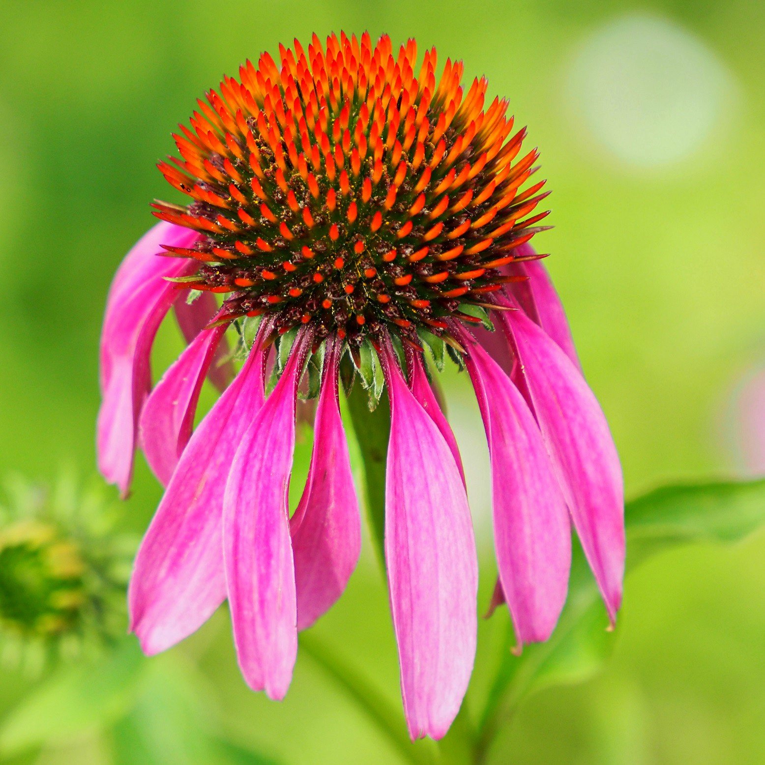 Echinacea purpurea Herb