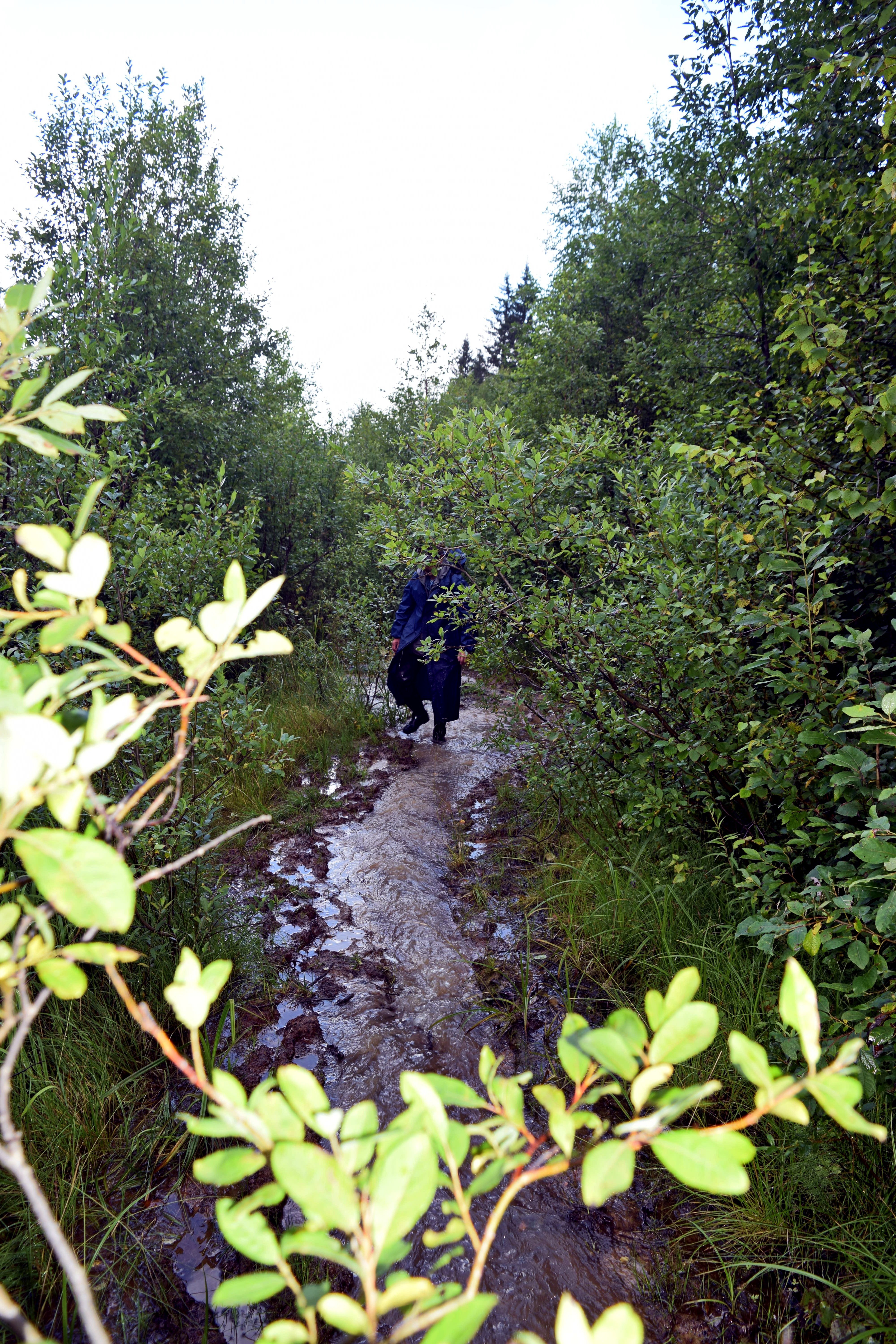 Экотропа «чёртово городище». Лесная тропинка извилистая. Тропа 23. Валдайская тропа поход. Экотропа лосиный остров босоногая тропа.