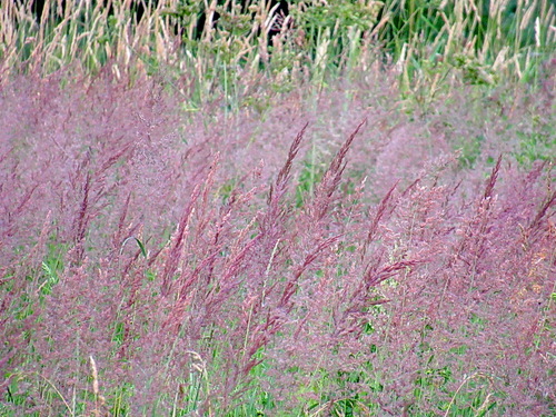 Полевица Agrostis