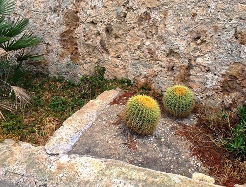 Кактусы у стен крепости Санта Барбара (Аликанте)