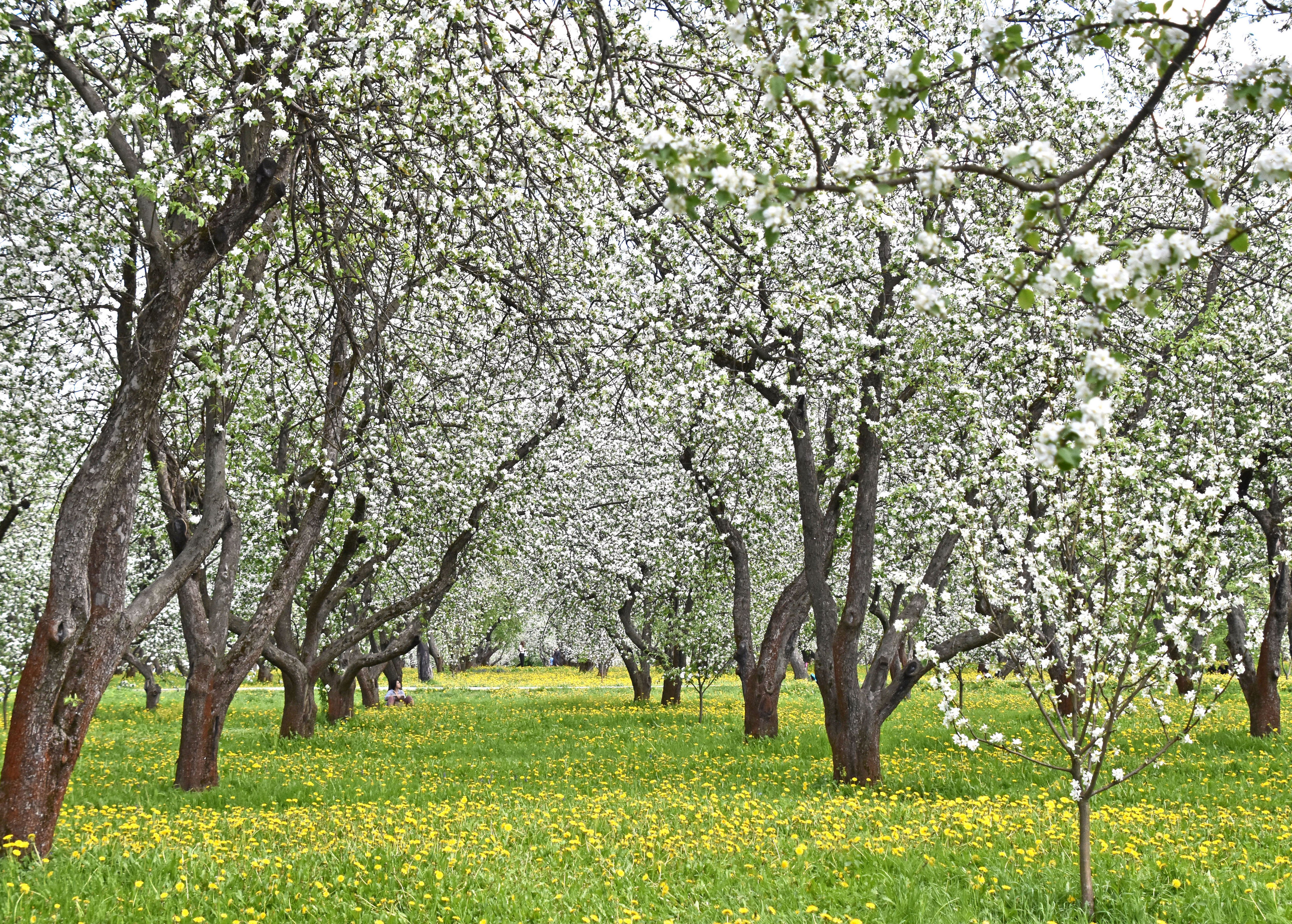 Яблоневый сад в Измайлово