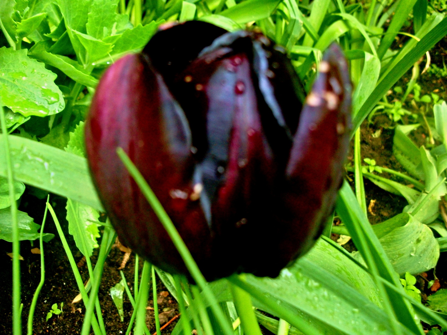 Черный тюльпан отзывы. Черный тюльпан. Черные тюльпаны Абхазия. Помидоры черный тюльпан. Чёрный тюльпан Чечня.