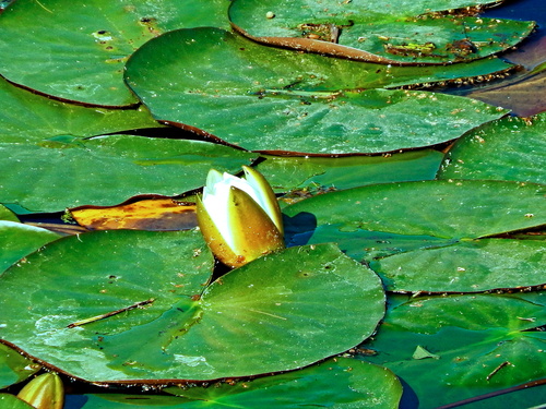 Водяной цветок