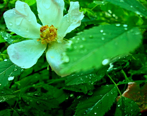 Живой весенний дождь