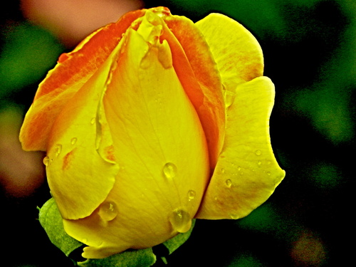 В капельках