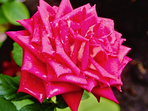 Умытая дождём