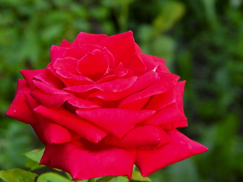 Само изящество