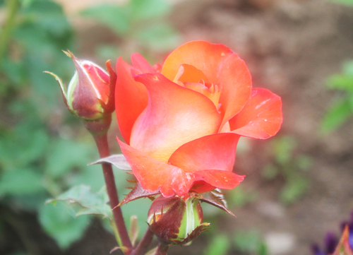 роза цвета персика