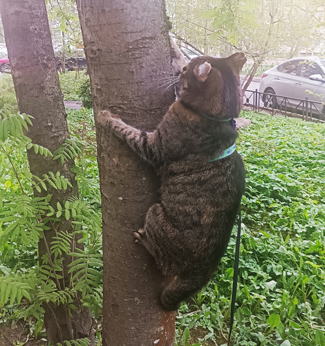 на дереве