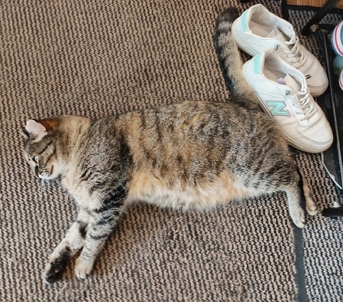 любимая кошка