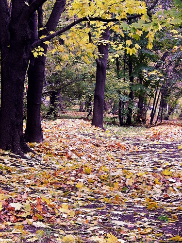 Осенние "ковры"