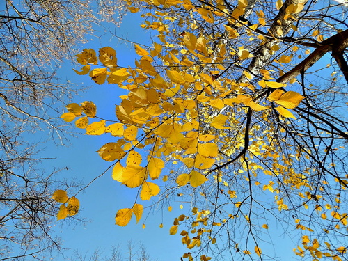 Осень "золотом" сыплет с неба...
