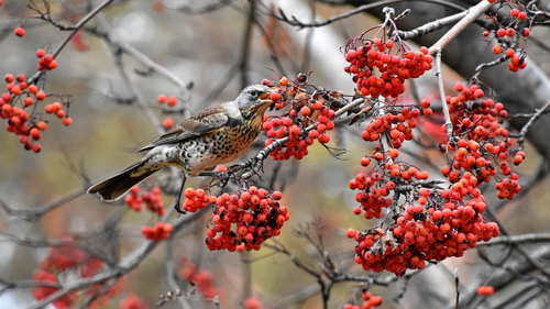 Любимая ягода