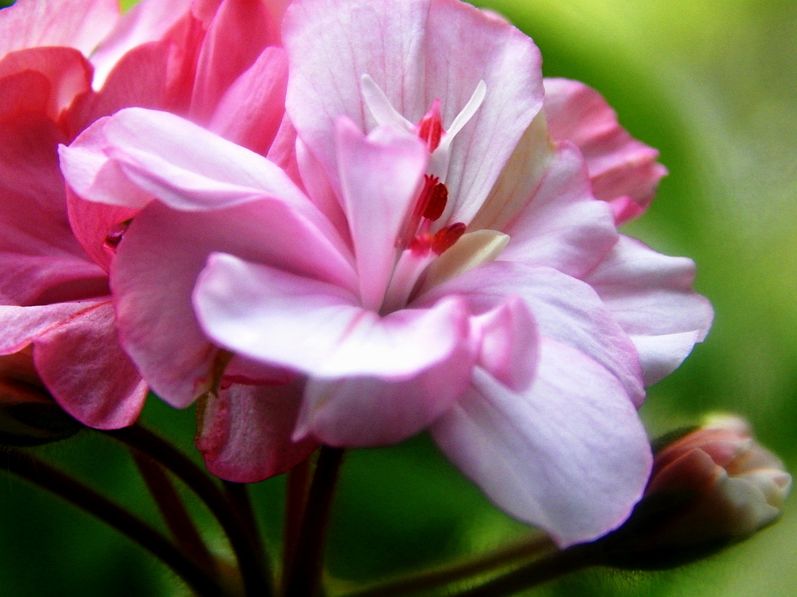 Пеларгонии ириол. Pelargonium Roseum. Пеларгония Pelargonium Roseum. Пеларгония розовая махровая. Пеларгония пелтатум махровая светло-розовая.