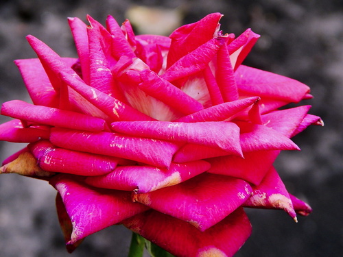 "Многоярусная"