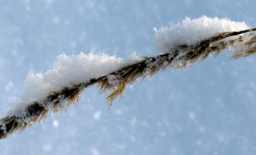 травинка покрытая снегом