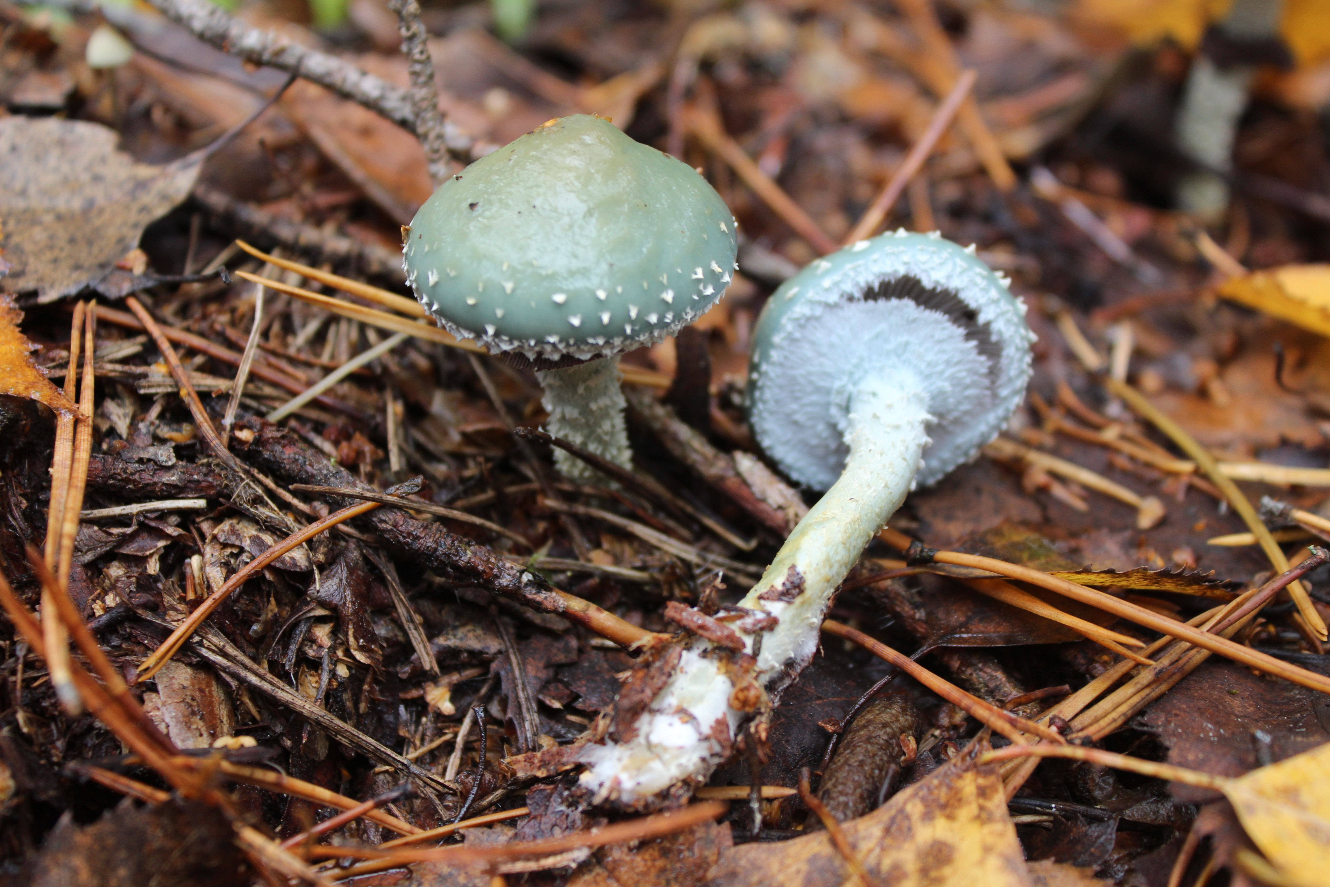 Строфария сине-зеленая (Stropharia aeruginosa): описание, где растет, как отличи