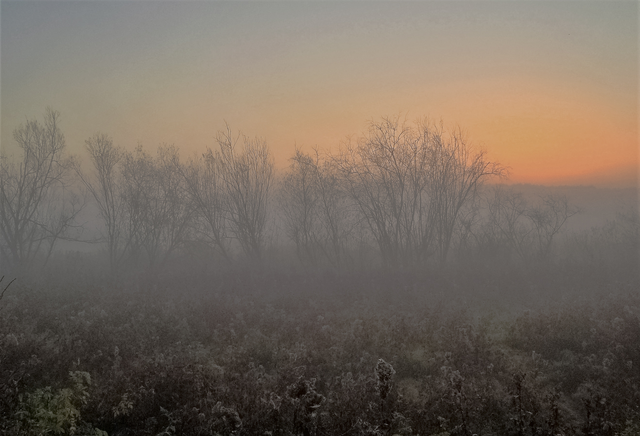 Утро туман. Утренний туман картинки. Фотосессия в тумане. Бамбук утром в тумане. Утренний туман начинал слегка текст
