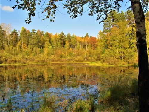 Осень на лесном озере