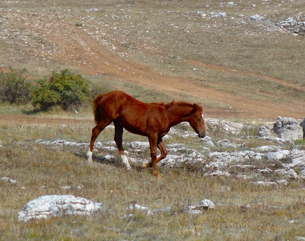 Конные прогулки Байдарская Долина